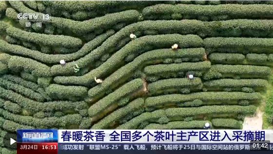 春暖茶香 全国多个茶叶主产区进入采摘期