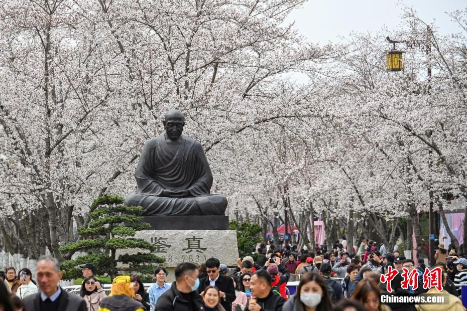 美哉！古城扬州鉴真路“樱花大道”迎来最佳观赏期
