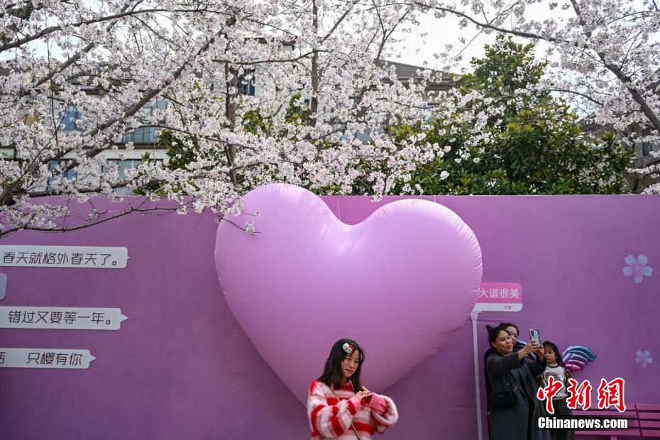 美哉！古城扬州鉴真路“樱花大道”迎来最佳观赏期
