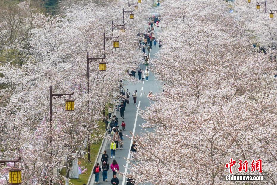 美哉！古城扬州鉴真路“樱花大道”迎来最佳观赏期