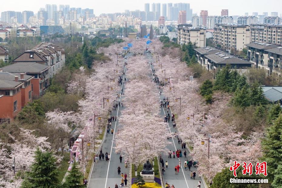 扬州鉴真路樱花大道图片