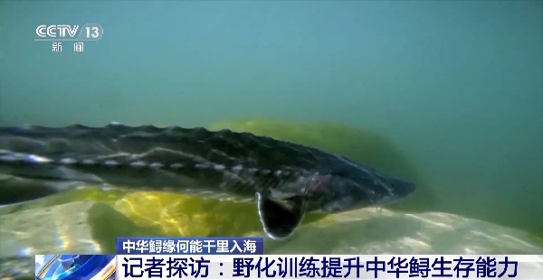 多方面保护“水中大熊猫” 中华鲟生态环境得到改善