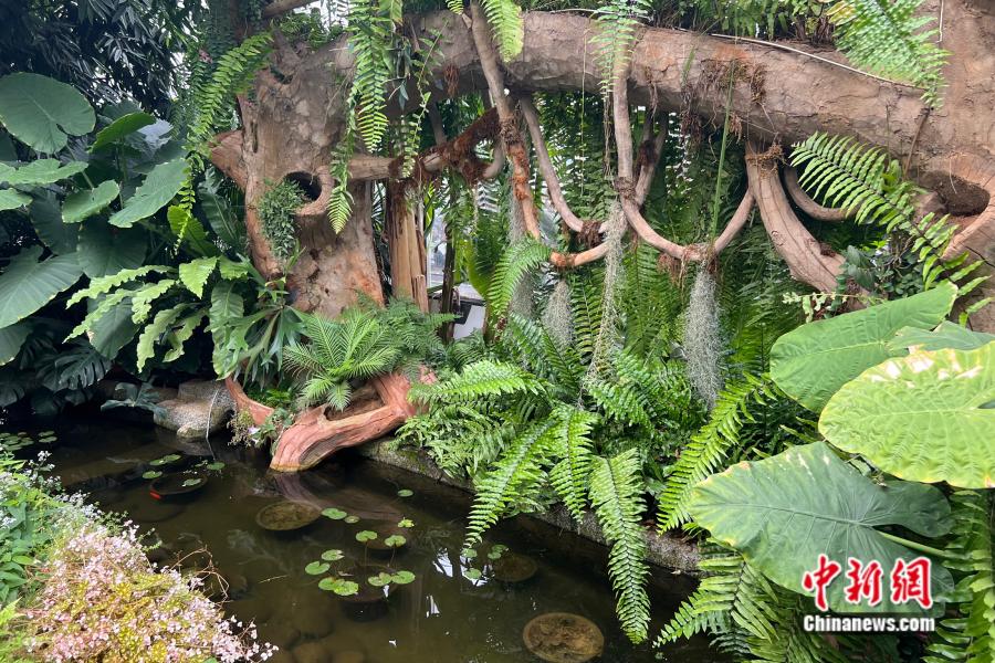 万千气象看云南丨从“土”到“潮”，绿色农业的云南探索