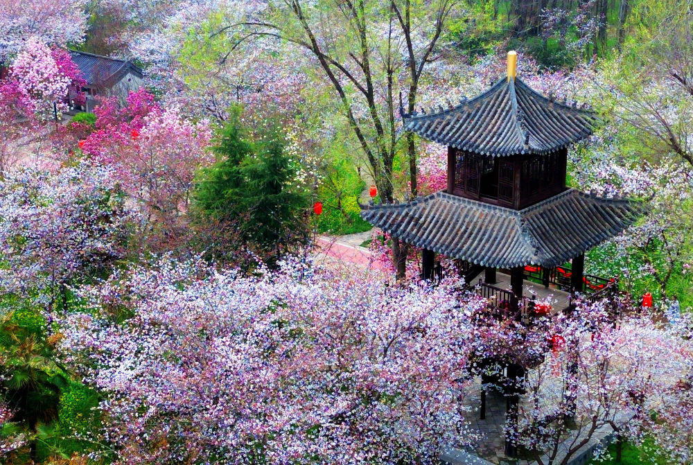 春花邂逅古建，花都“种花人”的中式浪漫