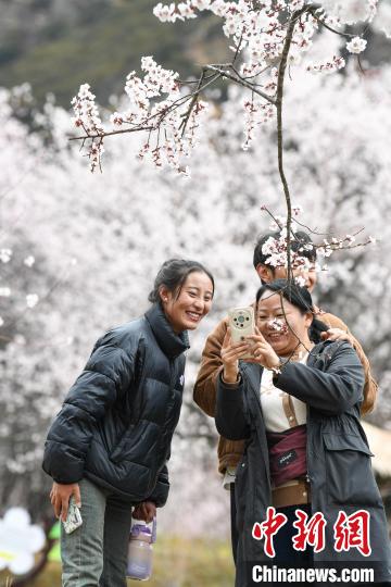 西藏林芝桃花节开幕 人气桃花村热闹迎客