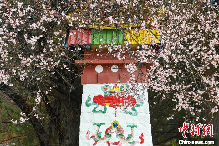 西藏林芝桃花节开幕 人气桃花村热闹迎客