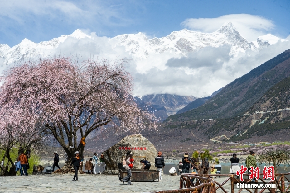 西藏林芝：南迦巴瓦脚下桃花盛开