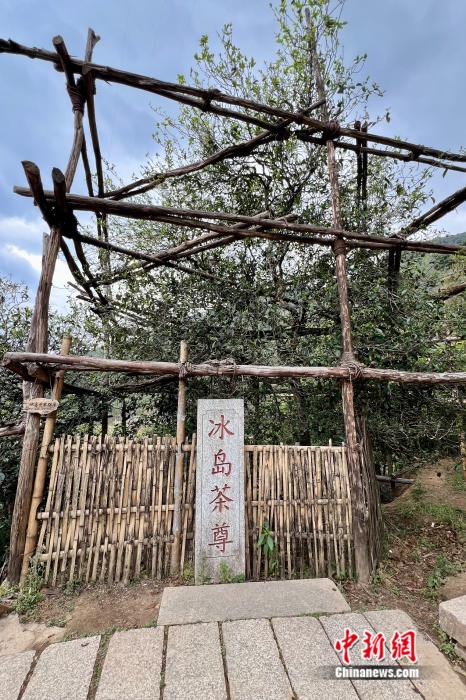 万千气象看云南丨来“天下茶仓”，品一盏古韵清茶