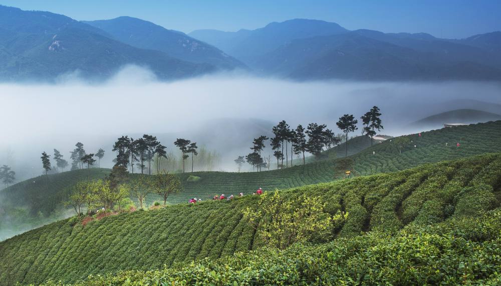 茶园里的新茶事——茶产业多元发展观察