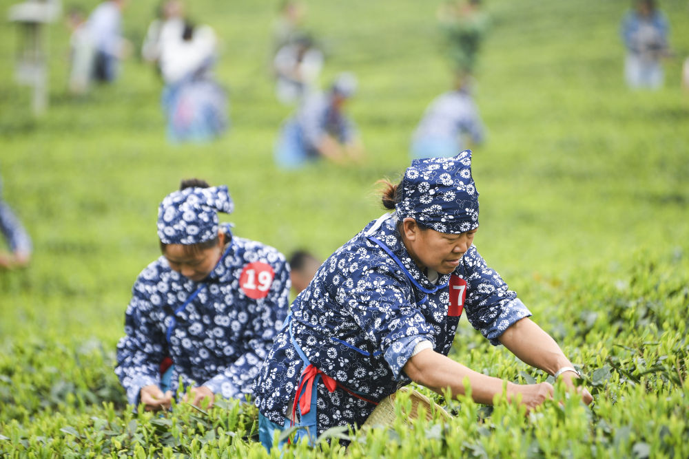茶園里的新茶事——茶產業多元發展觀察