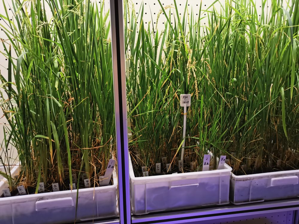 解锁农业黑科技｜在楼房里育新种