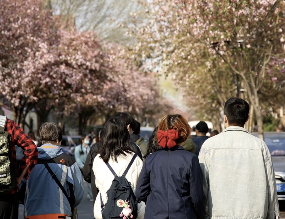 了不起的老城丨以花为“媒”——老街区焕发文旅新活力