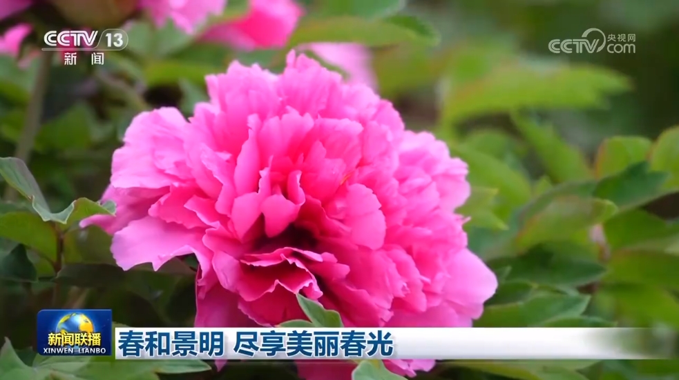 春和景明 尽享美丽春光