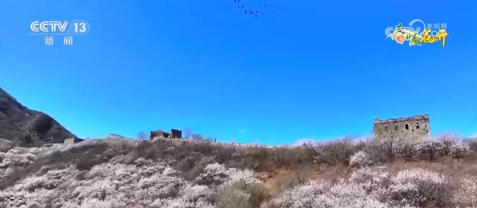 花开锦绣、万物繁华 跟随镜头走进如画般的春色里