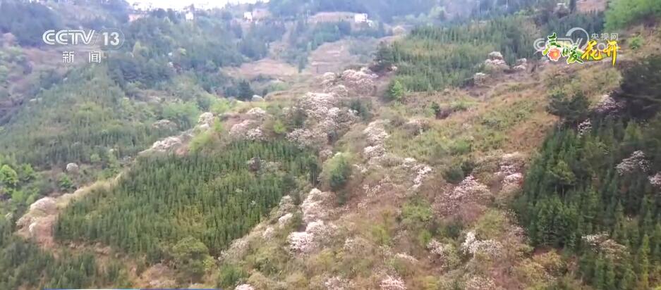 花开锦绣、万物繁华 跟随镜头走进如画般的春色里