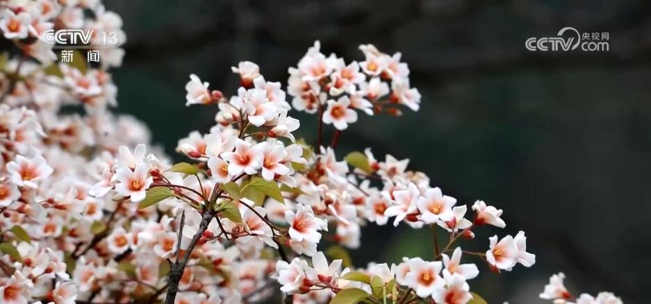 花开锦绣、万物繁华 跟随镜头走进如画般的春色里