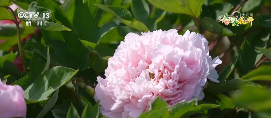 花开锦绣、万物繁华 跟随镜头走进如画般的春色里