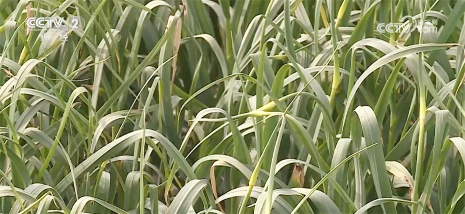 采摘、抢收、捕捞……希望的田野上收获满满“丰”景美 采摘、抢收、捕捞……希望的田野上收获满满“丰”景美