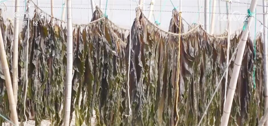 采摘、抢收、捕捞……希望的田野上收获满满“丰”景美 采摘、抢收、捕捞……希望的田野上收获满满“丰”景美