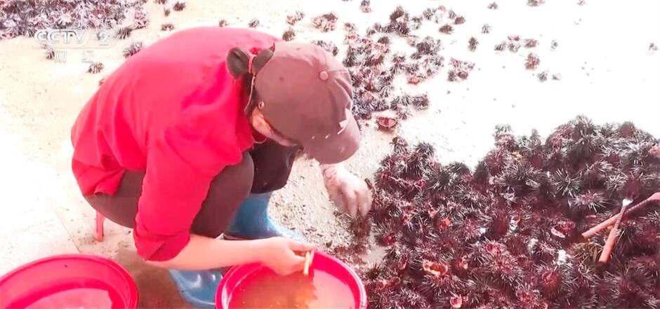 采摘、抢收、捕捞……希望的田野上收获满满“丰”景美 采摘、抢收、捕捞……希望的田野上收获满满“丰”景美