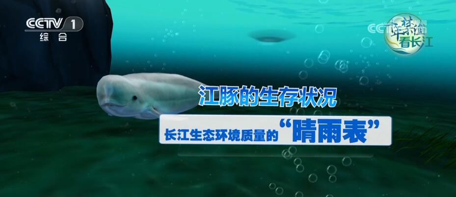 “微笑天使”江豚回来了 诗画长江绘就生态壮美图景
