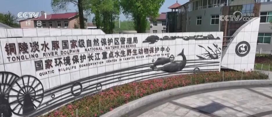 “微笑天使”江豚回来了 诗画长江绘就生态壮美图景