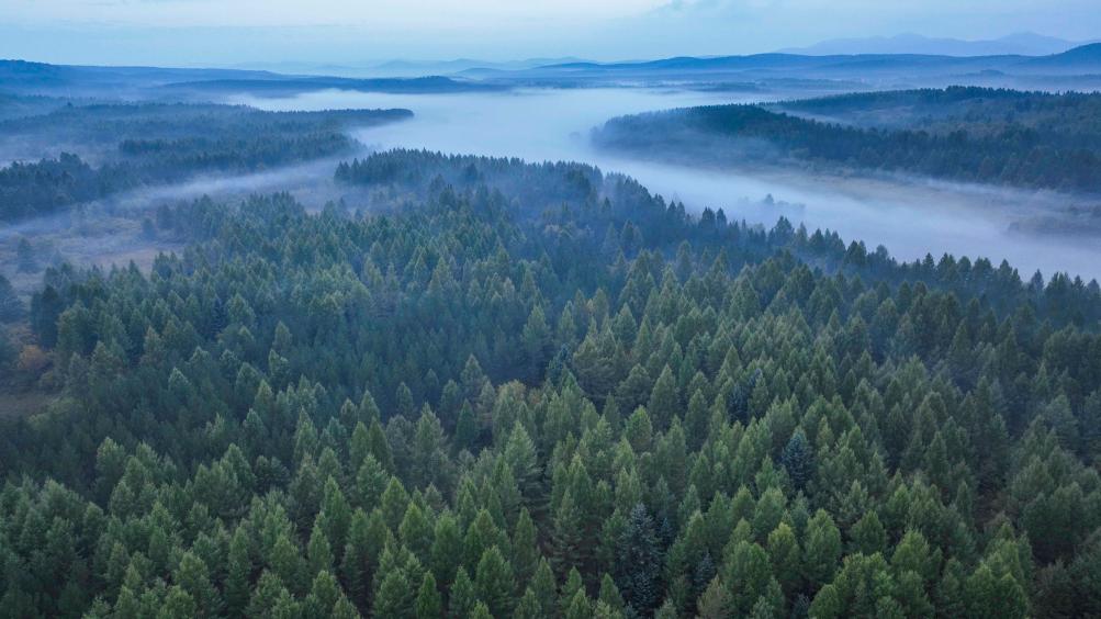 习近平总书记关切事|两个林场的绿色情缘