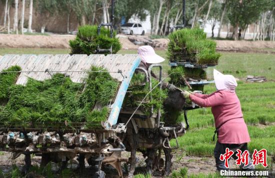 新疆喀什市万亩“海水稻”插秧工作全面展开