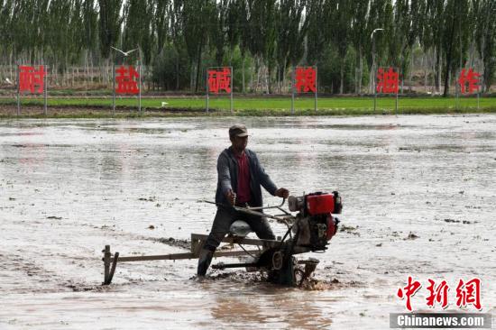 新疆喀什市万亩“海水稻”插秧工作全面展开