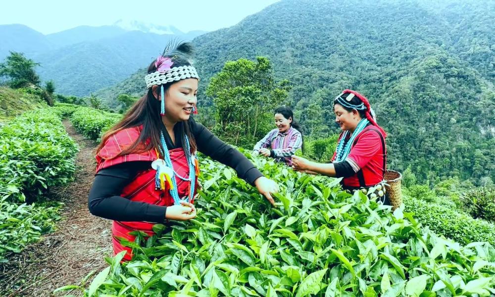 西藏墨脱县卡布村：陌上茶林绿成蹊 香气氤氲满乾坤