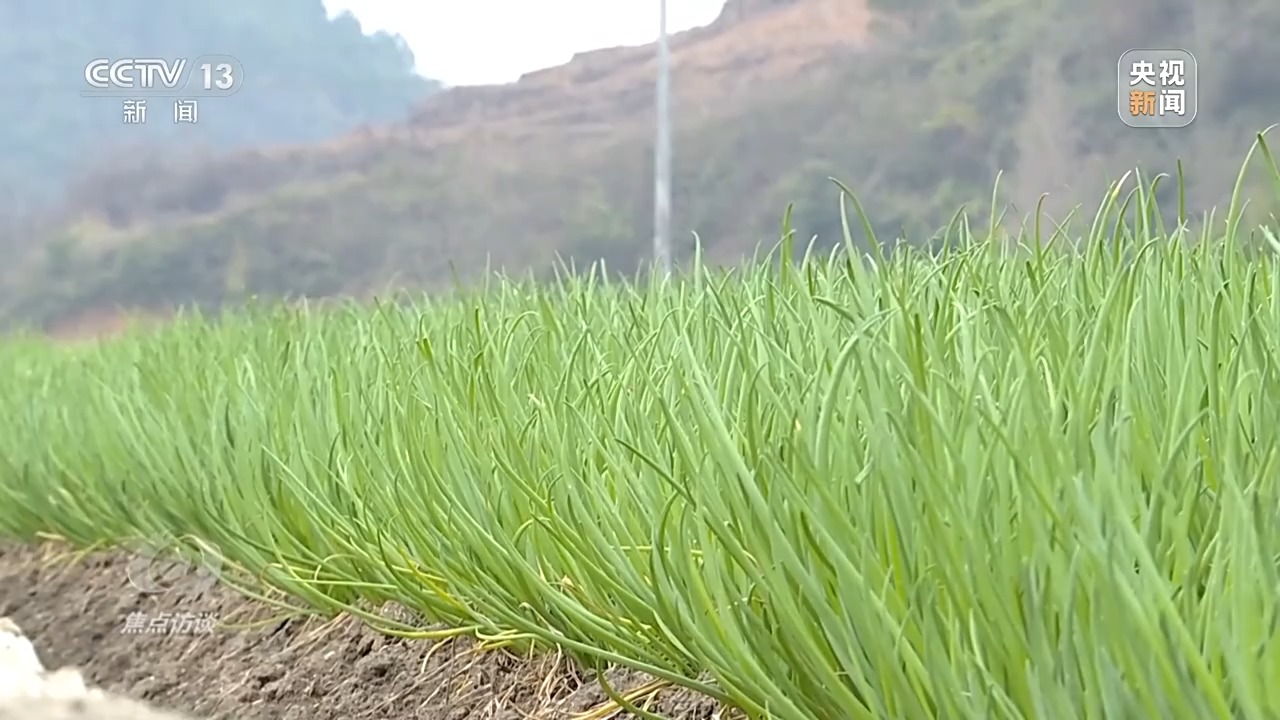 揭榜挂帅！他们将“解题”妙招送到田间地头