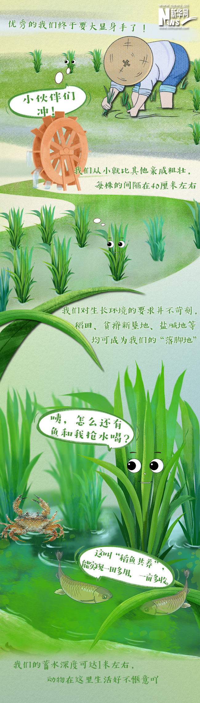 创意漫画丨水稻“尖子生”巨型稻的成长史