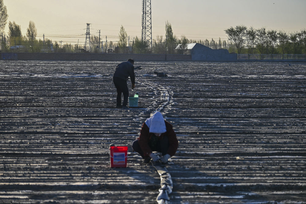 植棉天山下——新疆棉农的奋斗故事