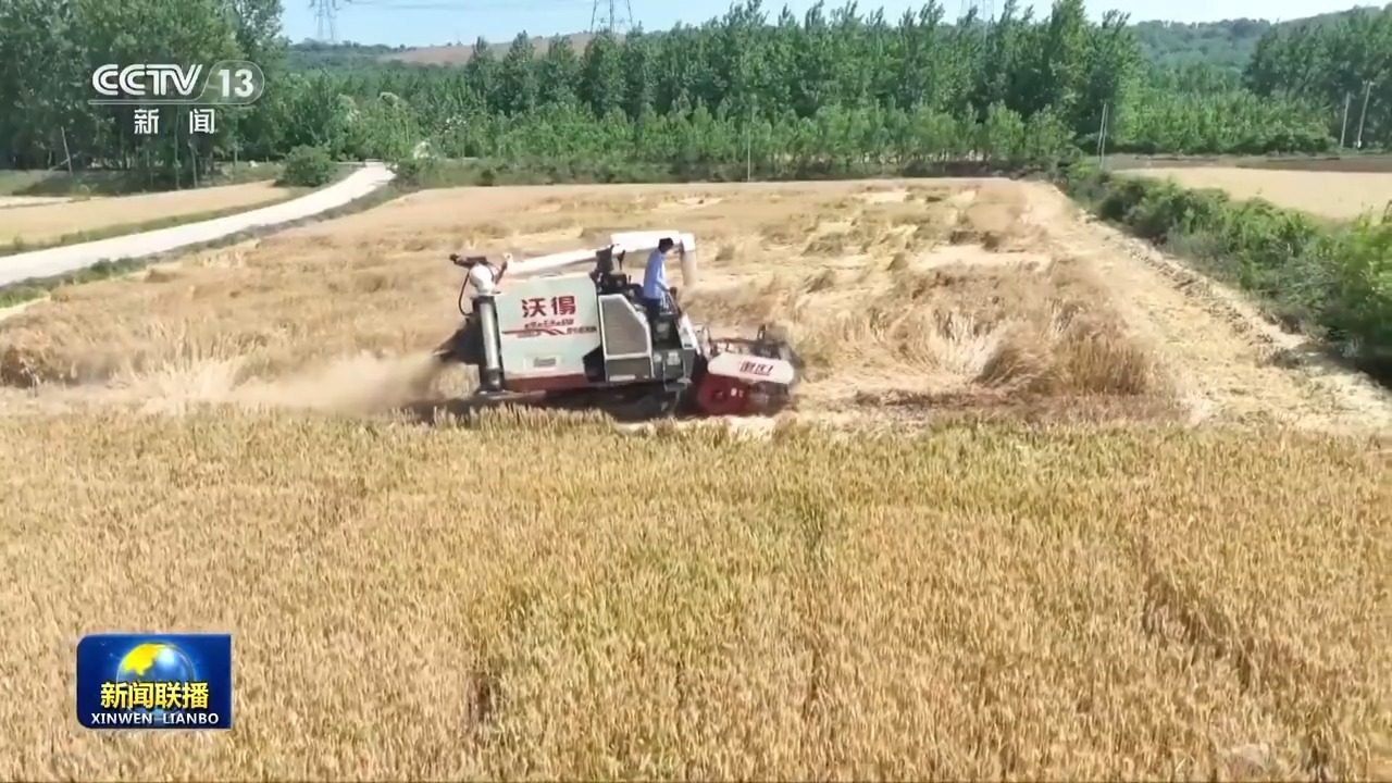 保稳产高产 籽粒饱满 全国小麦陆续进入集中收获期