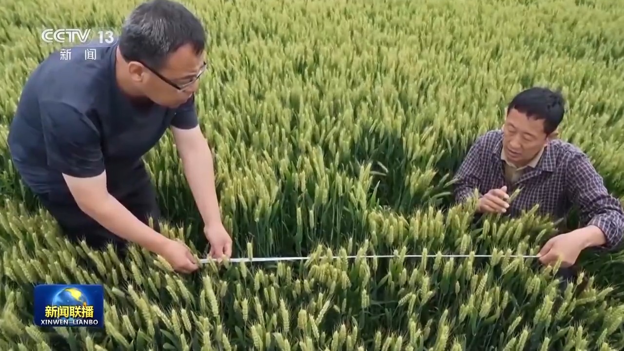 Harvesting wheat in Anhui