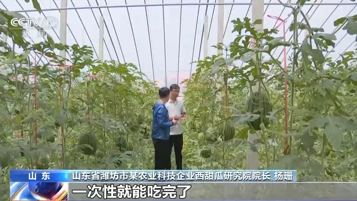 从种到收 又甜又脆的小西瓜这样走进果篮子
