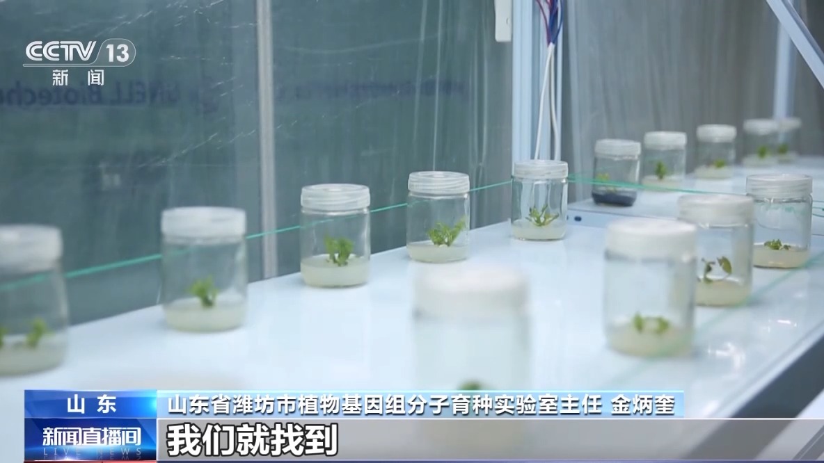 从种到收 又甜又脆的小西瓜这样走进果篮子