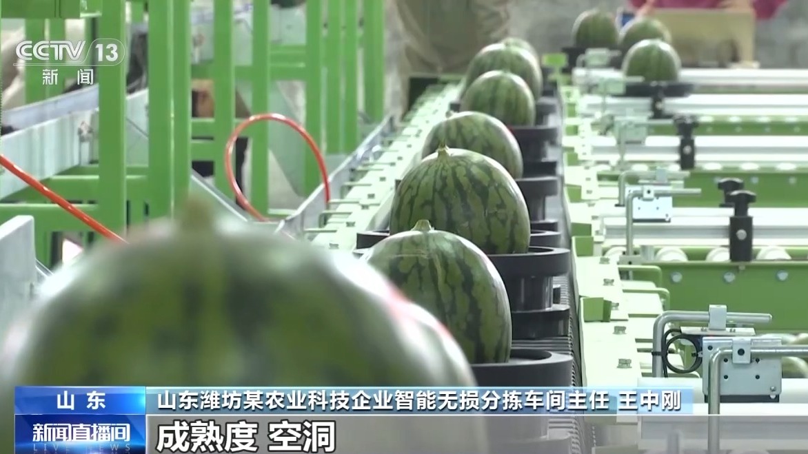 从种到收 又甜又脆的小西瓜这样走进果篮子