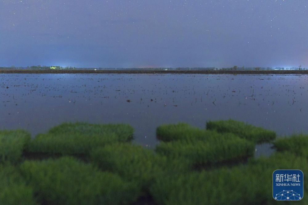 新华全媒＋丨初夏“北大仓”舒展稻田星光画卷