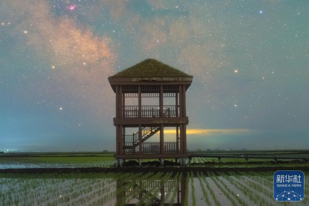 新华全媒＋丨初夏“北大仓”舒展稻田星光画卷