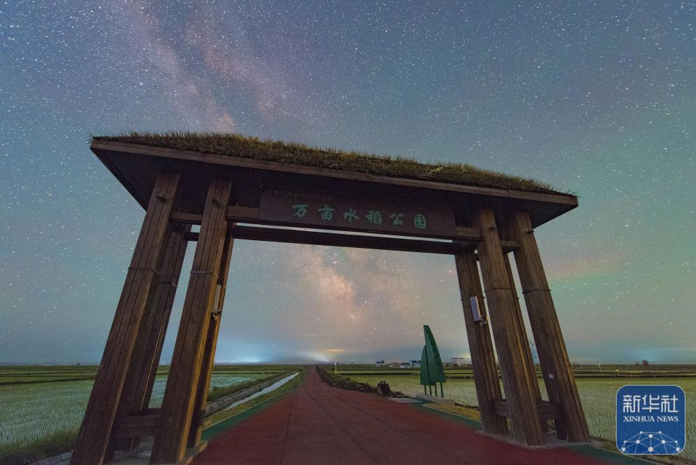新华全媒＋丨初夏“北大仓”舒展稻田星光画卷
