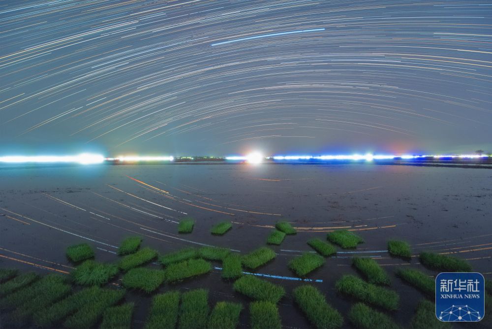新华全媒＋丨初夏“北大仓”舒展稻田星光画卷