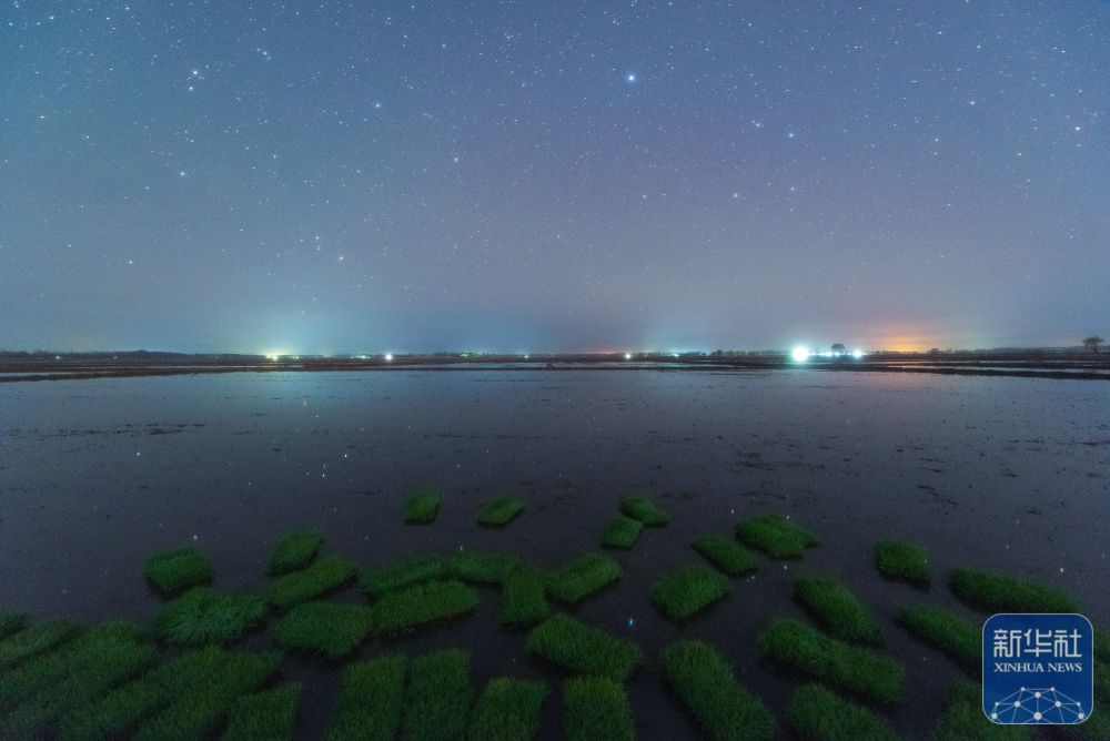 新华全媒＋丨初夏“北大仓”舒展稻田星光画卷