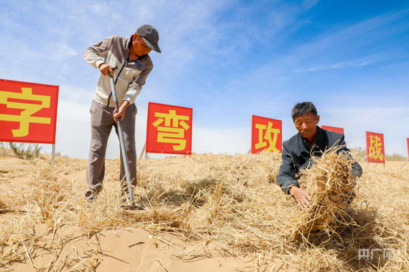 【万千气象看中国·北疆绿潮奔涌】有一种治沙叫“磴口模式”