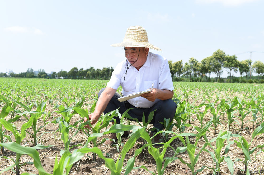 镜观·回响 | 种粮大户徐淙祥：“又是一个丰收年”