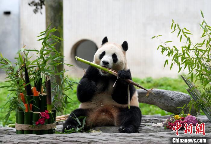 大熊猫“福宝”在四川与公众见面 10天内听懂“乡音”