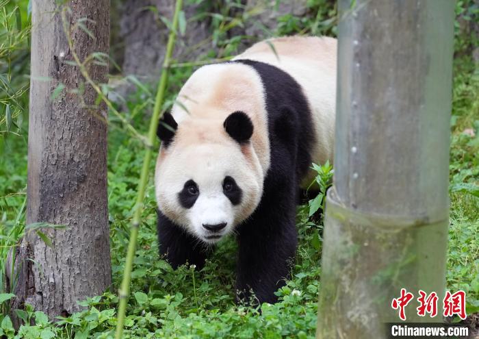 大熊猫“福宝”在四川与公众见面 10天内听懂“乡音”