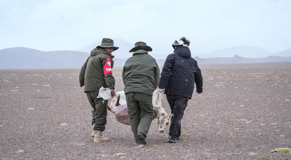 神奇动物在西藏丨迁徙路上藏羚羊的故事