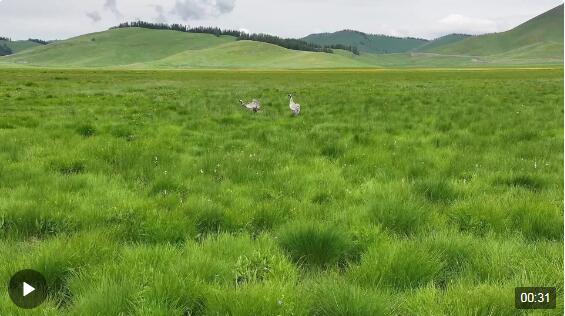 新疆阿勒泰：夏日托勒海特湿地灰鹤家族惬意生活