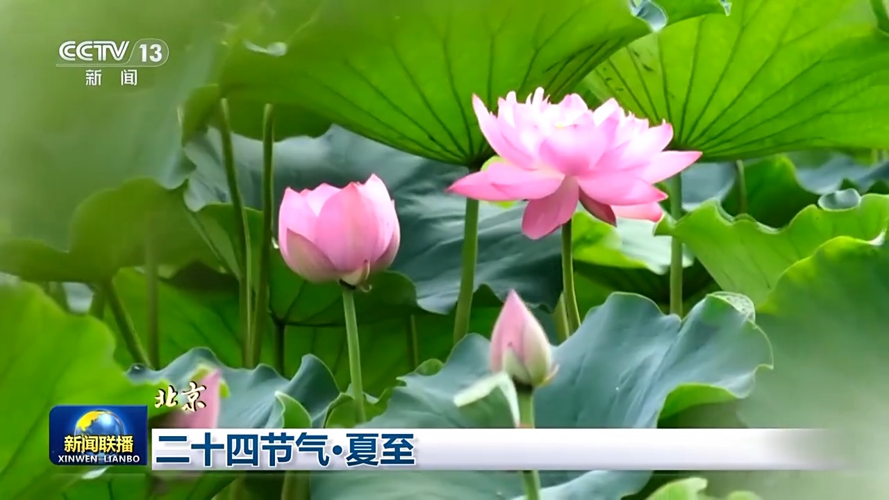 文化中国行丨处处闻蝉响遍地听蛙声 愿一切美好如夏而至